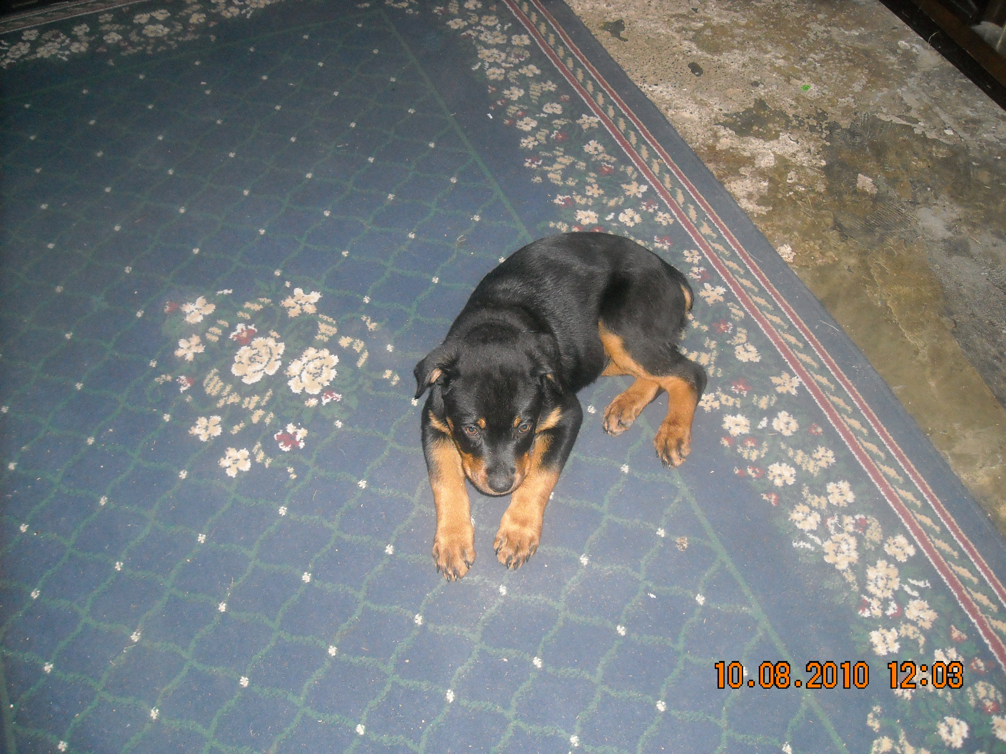 Southern Yankee Michigan kennels